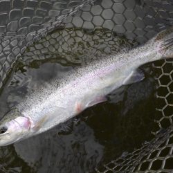 大安トラウトレイク 釣果